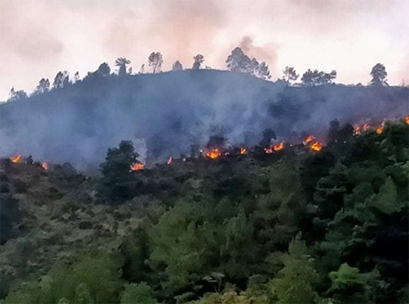 RỪNG SẼ ÍT CHÁY HƠN, NẾU...